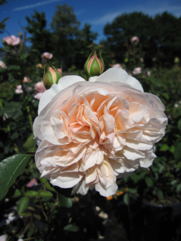 Englische Rose Lichfield Angel